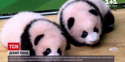 Новости мира: в китайском зоопарке показали двух панд-близнецов