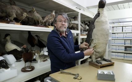 В Новой Зеландии нашли останки пингвина-монстра – он был высотой с человека и весил до 80 кг