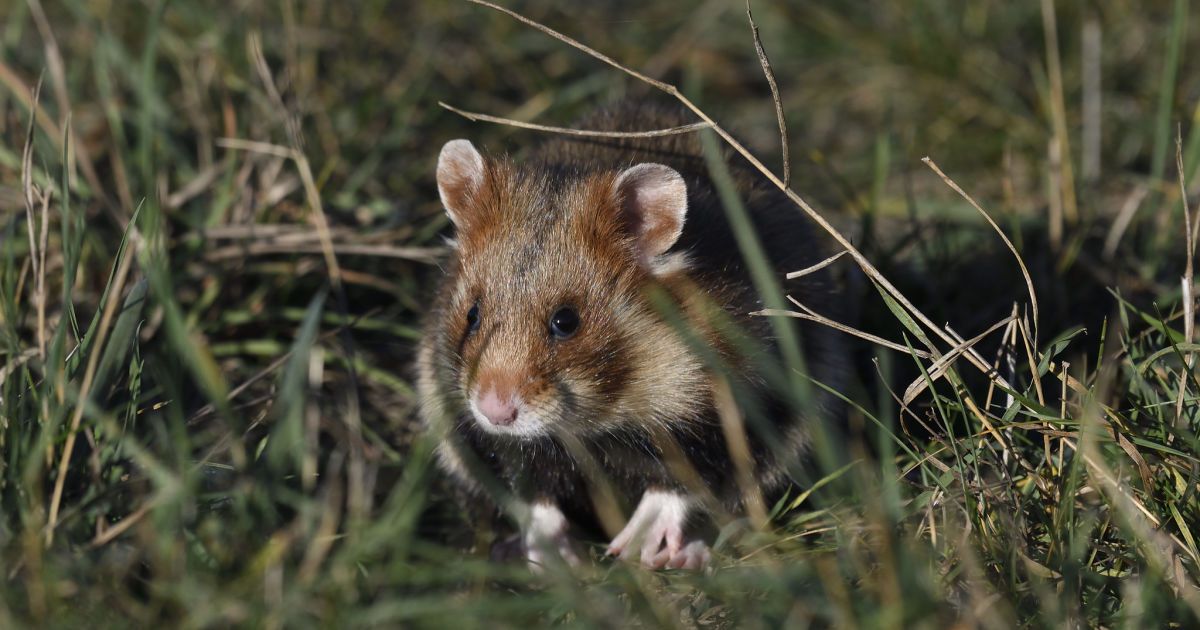 Flickr / Walter Domoracky