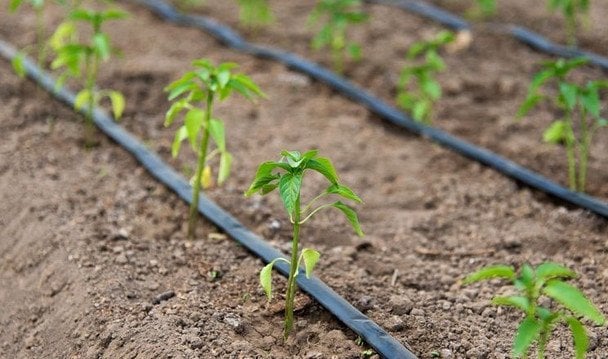 Чим підгодувати перець після висадження у ґрунт: яким має бути перше підживлення — розповіли експерти