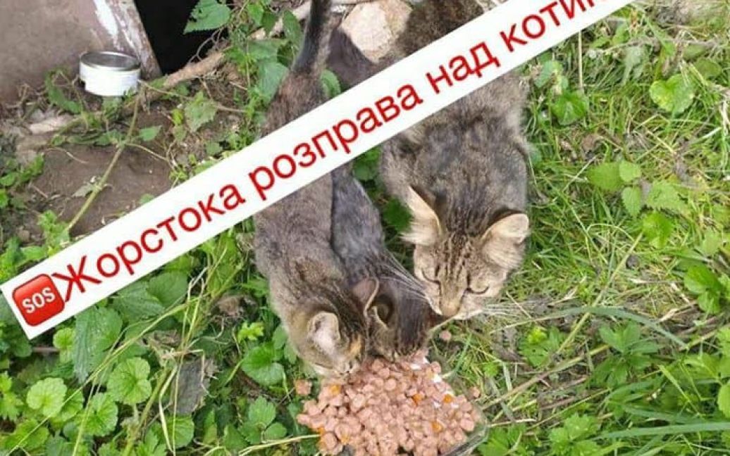 фото/"Ноев Ковчег" в "Инстаграм" / © 