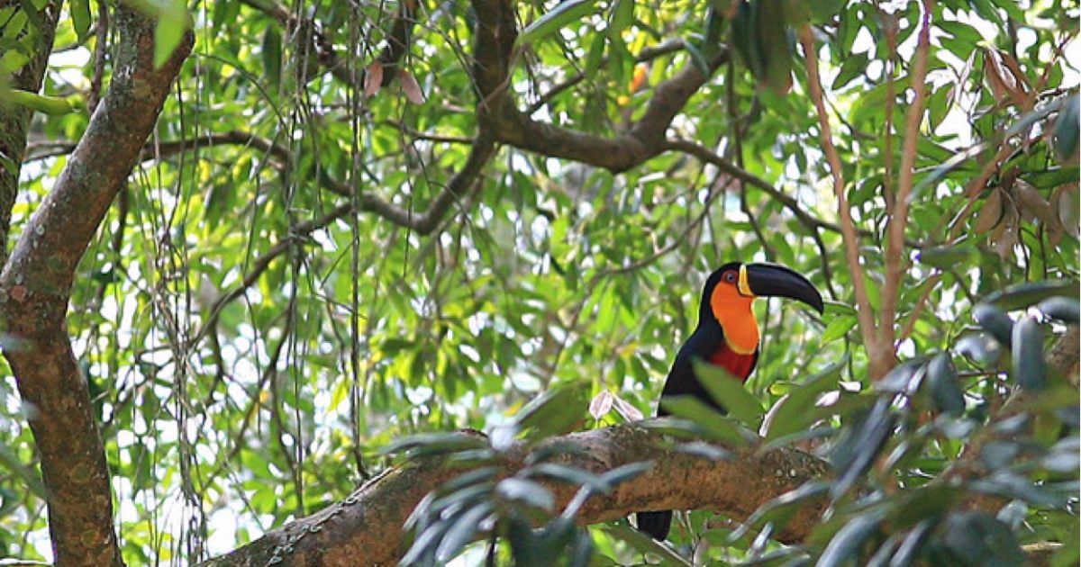 Тропічні ліси