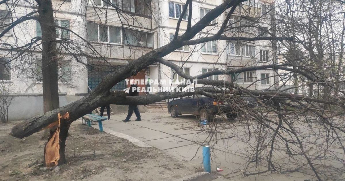 У Києві дерево ледь не впало на автівку / Фото: Telegram-канал "Реальний Київ"