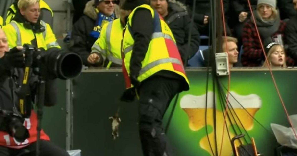 Во время матча в Дании фанаты забросали футболистов соперника мертвыми крысами