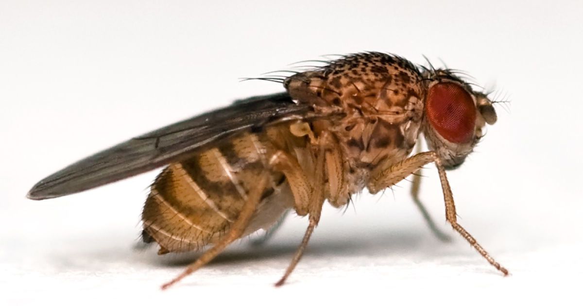Вчені виявили ген "материнського прокляття" у мошок дрозофілів