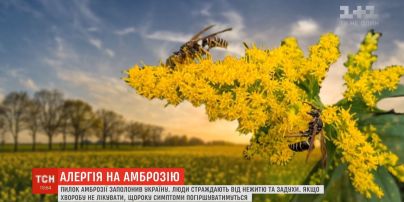 Виснаження алергією: в Україні нині пік цвітіння амброзії