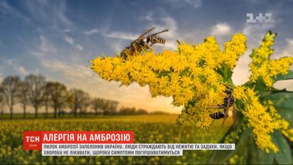 Виснаження алергією: в Україні нині пік цвітіння амброзії