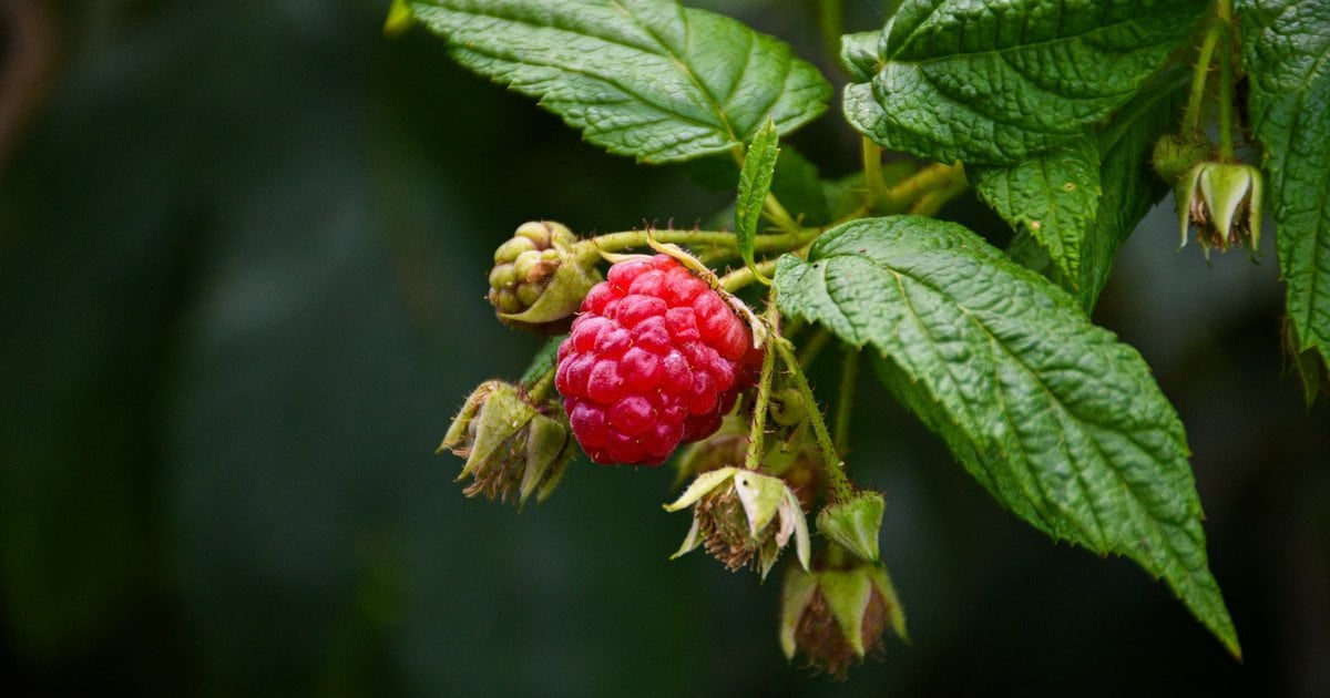 Що не можна садити поруч із малиною - список рослин — Різне