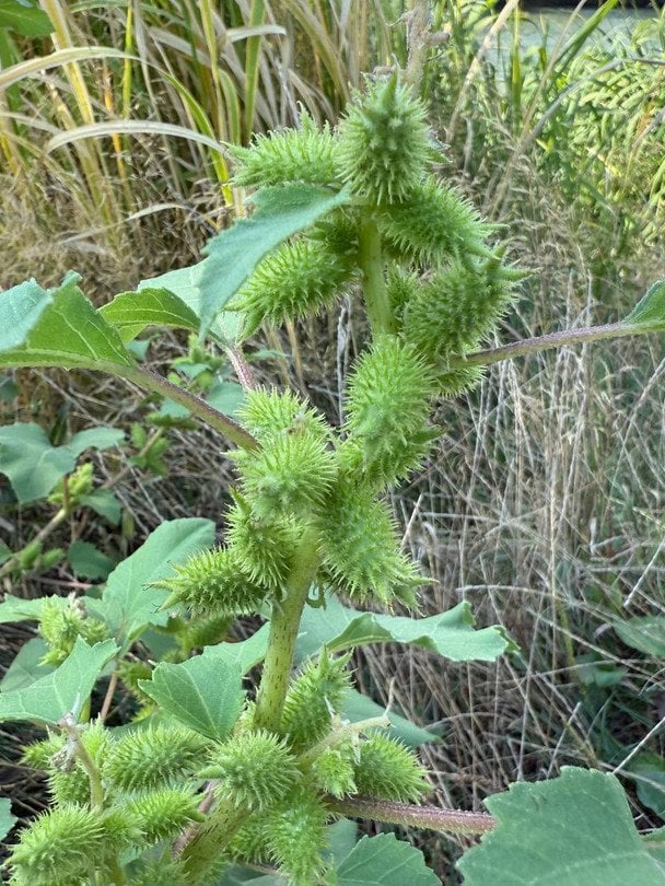 Нетреба звичайна. Фото: Нижньодністровський національний природний парк