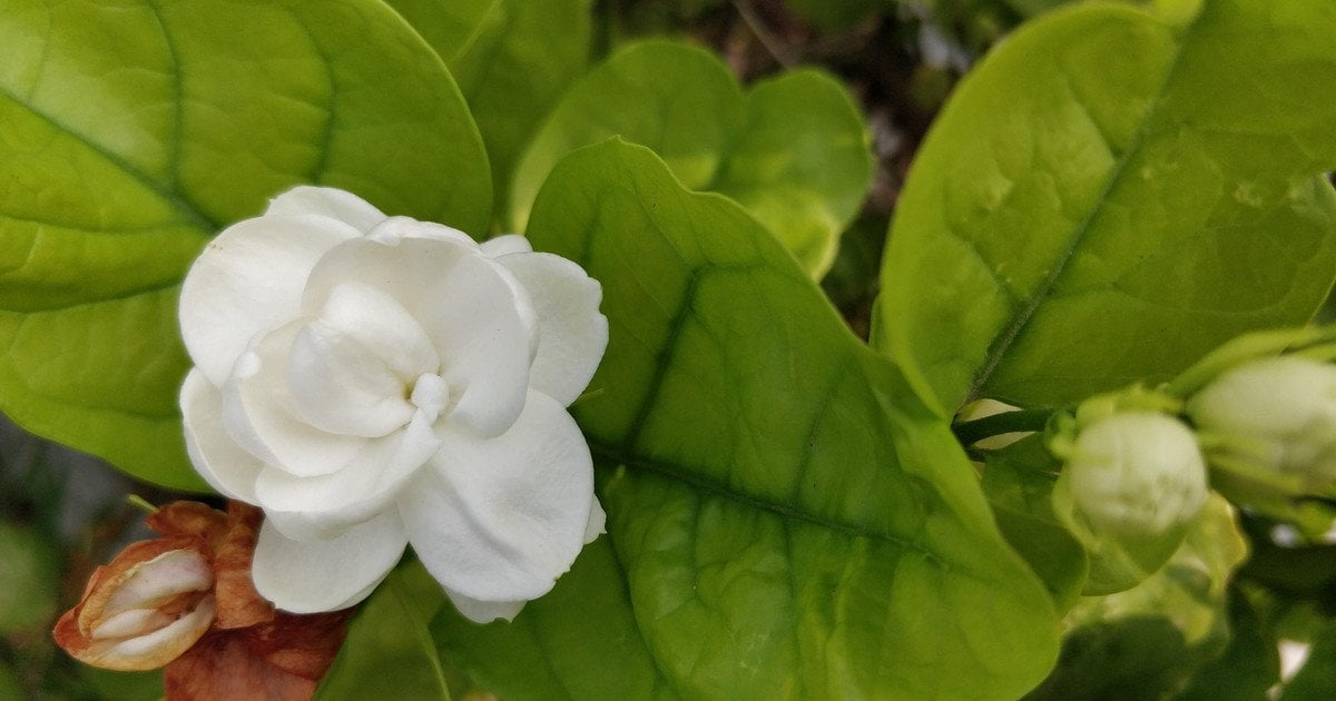 Кімнатний жасмин — рослина щастя