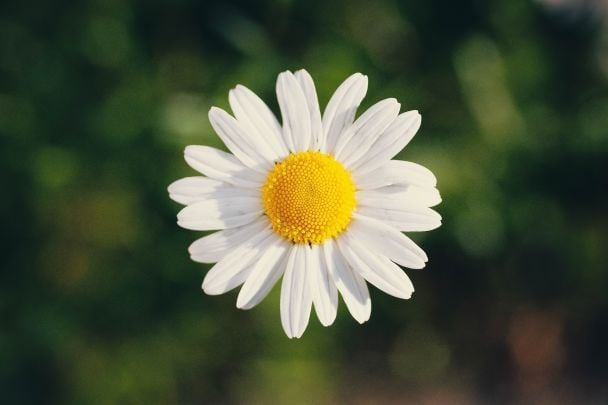 Якщо ви обрали ромашку, навколишны можуть бачити у вас ніжну, співчутливу та відкриту людину / © Pexels