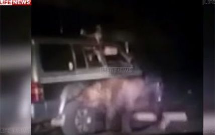 В России живодеры 8 раз переехали медведя джипом и хотели его изнасиловать (видео)