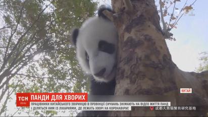 Як працівники китайського звіринцю підтримують хворих на коронавірус