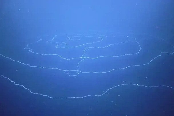 Цей сифонофор може бути найдовшим з усіх зареєстрованих / © The Nippon Foundation-Nekton Ocean Census/Schmidt Ocean Institute