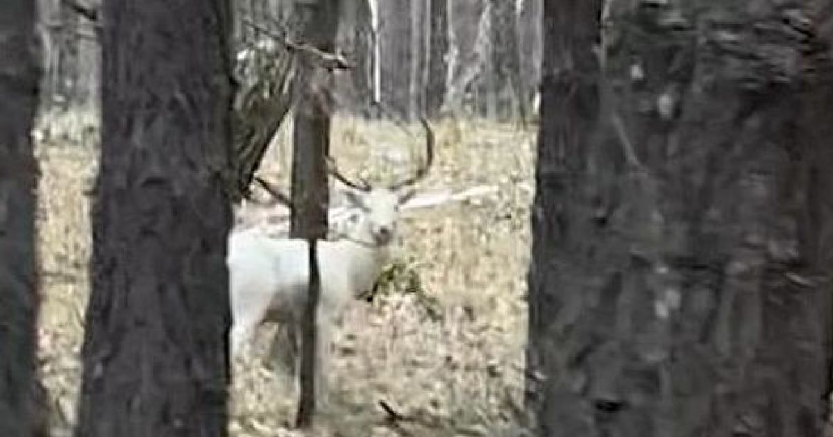 Белый самец лани европейской