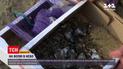 Новини України: чому в арабських країнах готові викладати круглі суми за українських щигликів