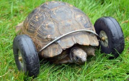 В Великобритании к 90-летней черепахи без лап "прикрутили" колеса