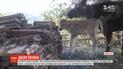 В болгарской коровы, которая прославилась нелегальным пересечением границы с Сербией, родился малыш