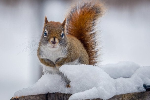 Народные приметы 26 февраля / © pexels.com