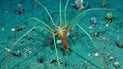 Ракообразные путешествуют на гигантском морском пауке