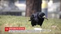Відстрілюють та закидують камінням: у Дніпрі масово травмують птахів