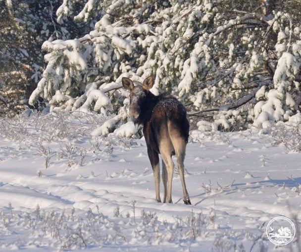 Лось у Чорнобильському заповіднику / © Сергій Домашевський