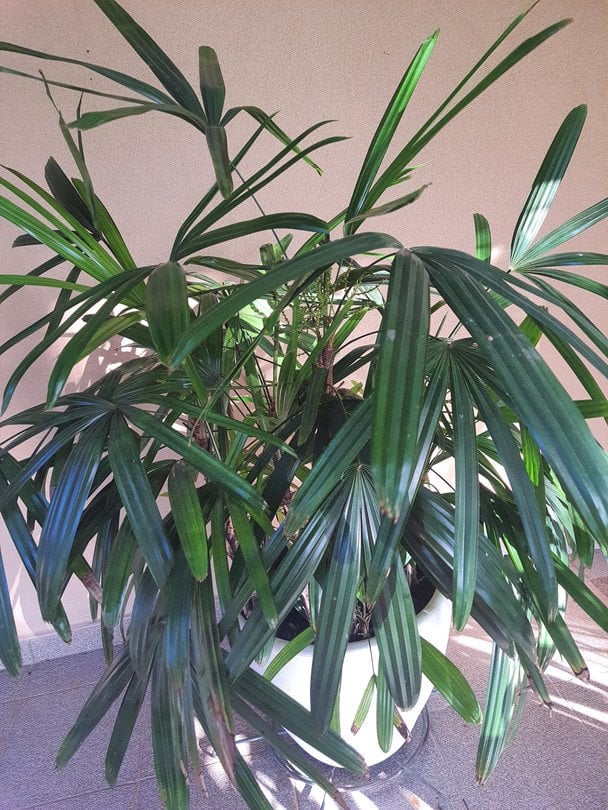 Леди-пальма / © Credits