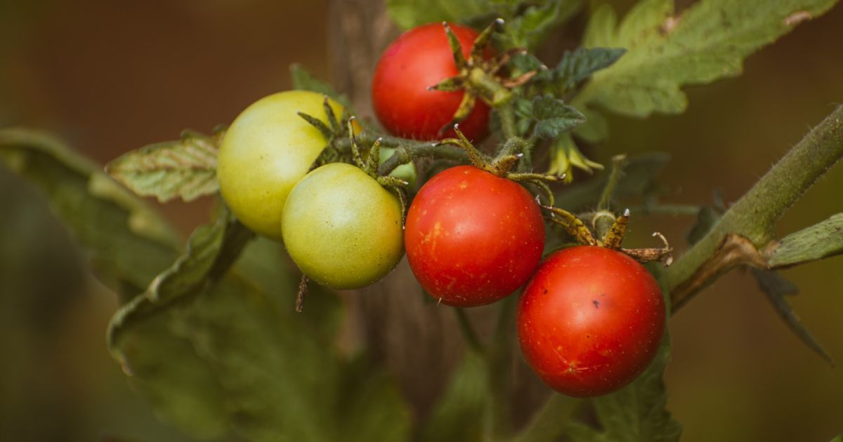 Как защитить урожай помидоров от болезней, которые могут испортить плоды