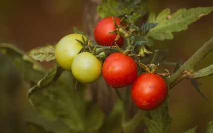 Як часто потрібно поливати помідори в теплиці?