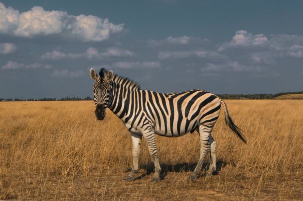 31 января Международный день зебры / © Pexels