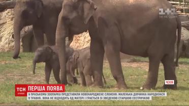 В пражском зоопарке представили новорожденного слоненка