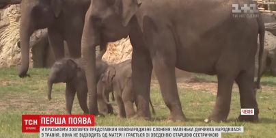 Новорожденный слоненок делает первые шаги в Московском зоопарке