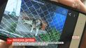 Пса, который покусал восьмилетнюю девочку в Киевской области, нашли