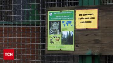 Леопард растерзал смотрителя! Почему возникли зоозащитники после происшествия в Одессе?