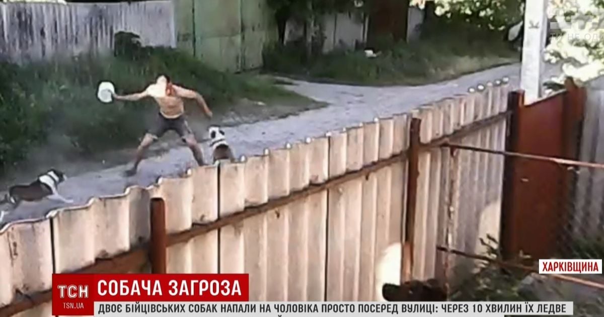 На Харьковщине несколько питбулей растерзали случайного прохожего на улице
