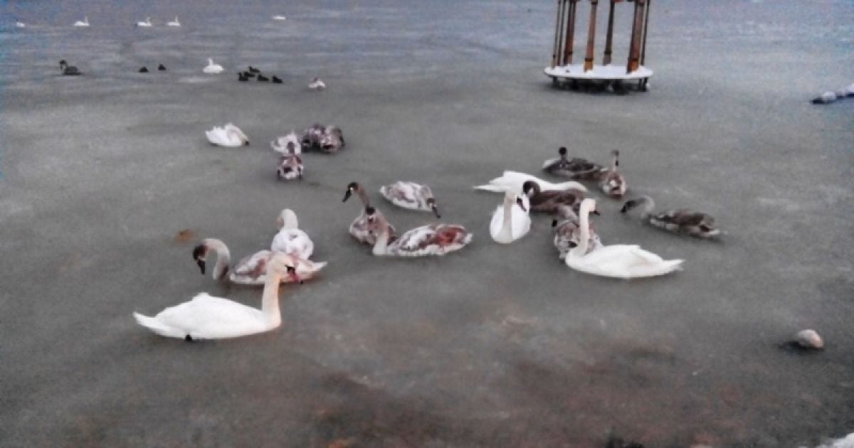 У Криму близько 100 лебедів вмерзли у кригу на озері