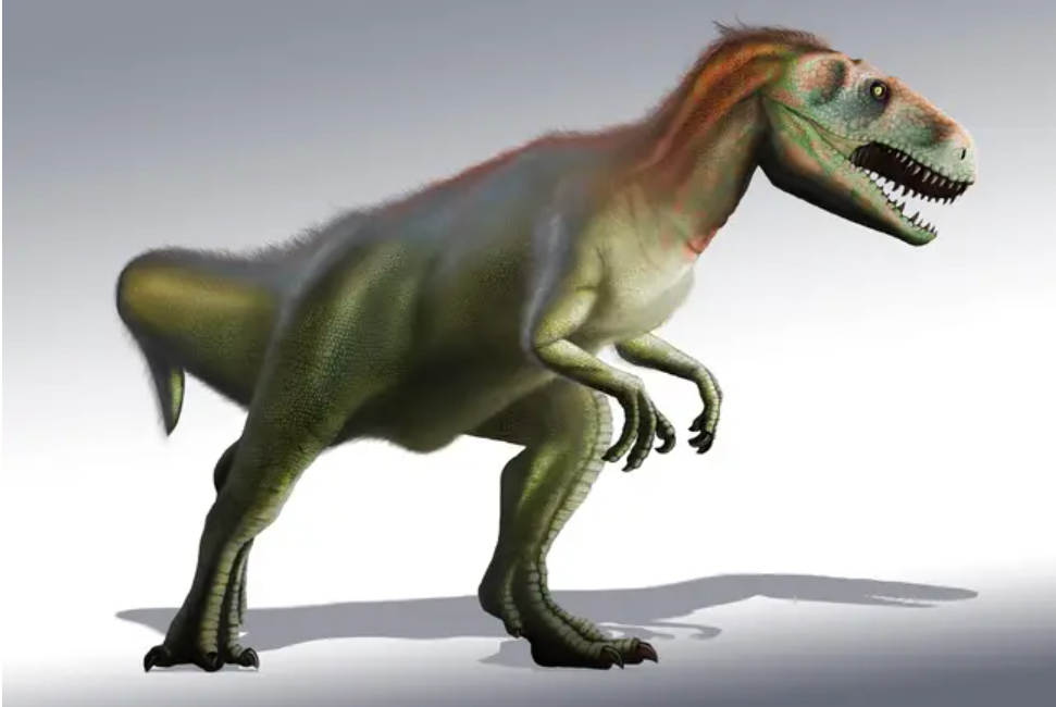 Оставивший этот след динозавр происходит из среднеюрского периода.