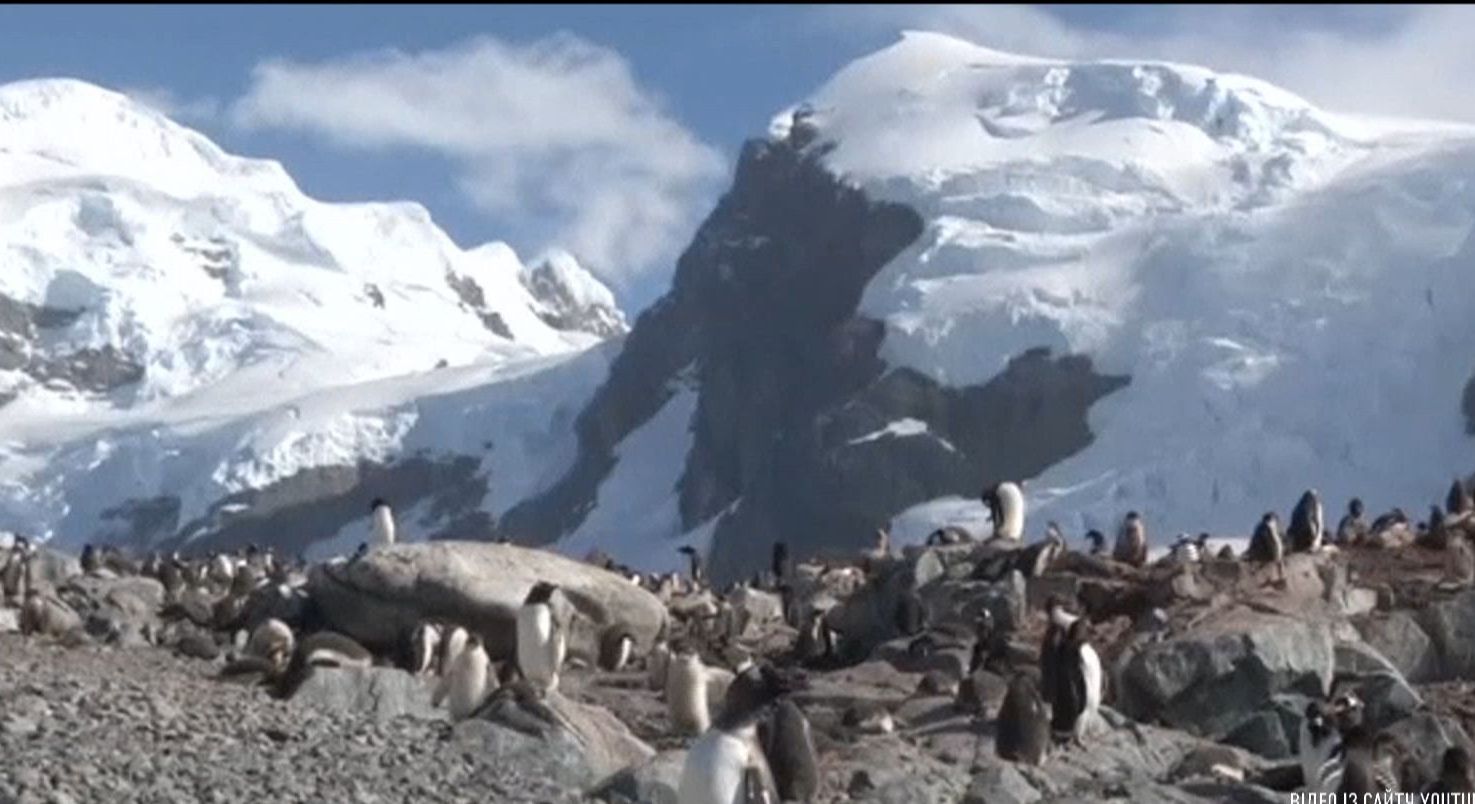 Ученые нашли огромное поселение пингвинов Адели у берегов Антарктики