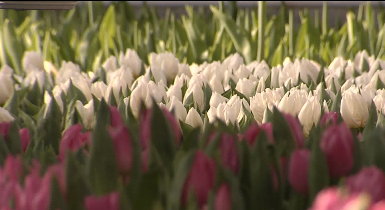 В оранжереях "Киевзеленстроя" расцвело более 70 тысяч тюльпанов