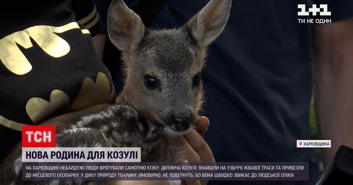 Новини України: знайдену козулю відгодовуватимуть молоком у харківському екопарку