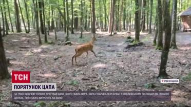Врятував козла від загибелі! Небайдужий водій на Рівненщині врятував тварину 