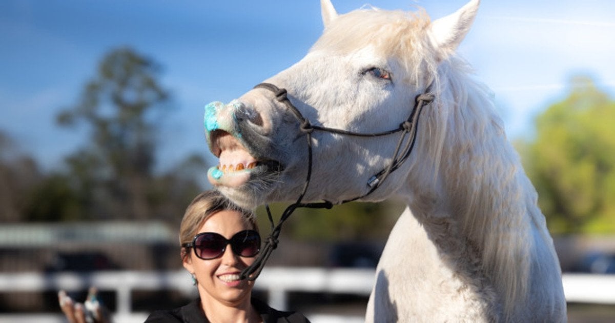 Кінь Грінго