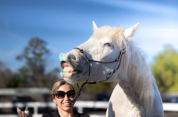 Кінь Грінго / © Guinness World Records