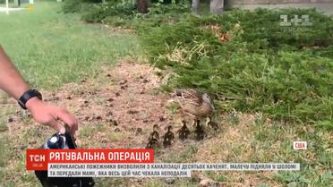 Американські пожежники визволили з каналізації десятьох каченят
