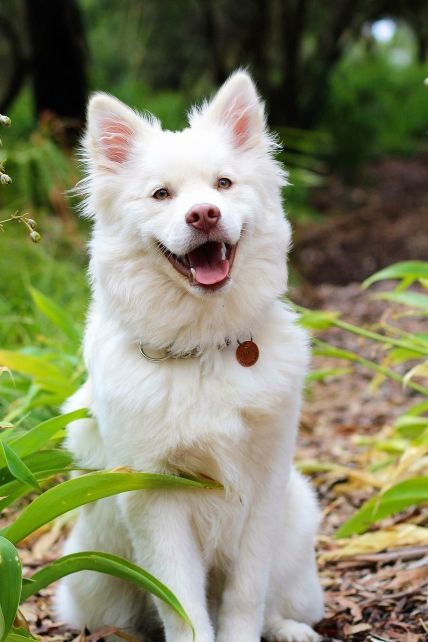 Чи маніпулюють собаки "сумними оченятами" і справді усміхаються нам. Відповідь учених