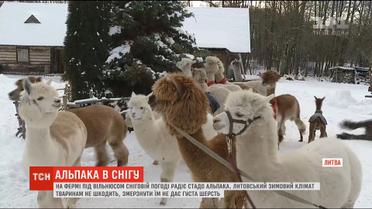 Альпаки у снігу: на фермі під Вільнюсом зимують тридцять екзотичних тварин