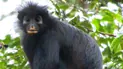 Новий вид мавп Colobus congoensis