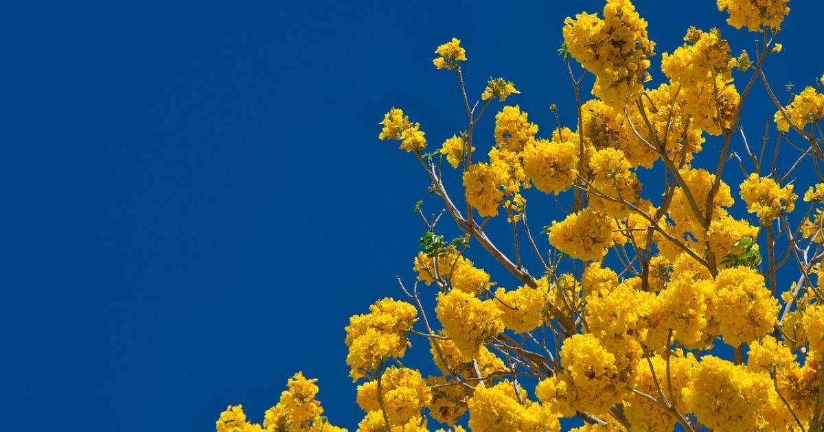 До України прийшла справжня весна