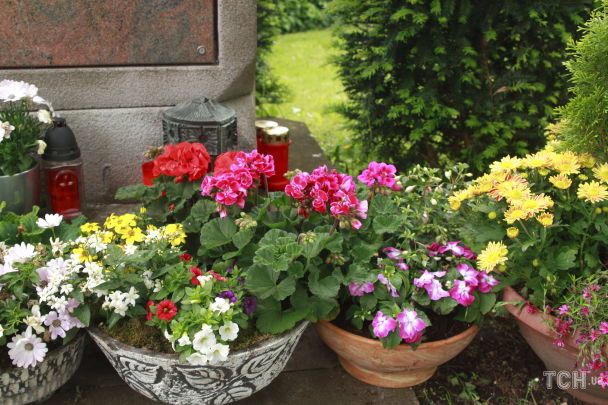 Что нужно сделать в саду в августе / © Credits