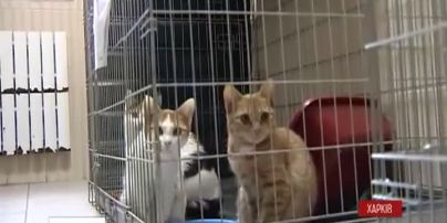 У Харкові кіт завдав збитки місцевому м'ясокомбінату на 6 тисяч гривень